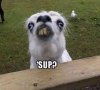 sup.jpg