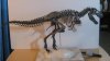T-Rex(1).jpg